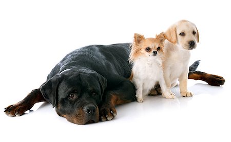 simsearch:400-04361715,k - purebred puppy labrador retriever, chihuahua and rottweiler in a studio Fotografie stock - Microstock e Abbonamento, Codice: 400-07513424