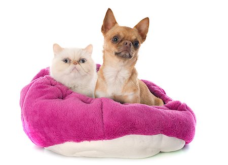 simsearch:400-08254287,k - exotic shorthair cat and chihuahua in front of white background Foto de stock - Super Valor sin royalties y Suscripción, Código: 400-07513576