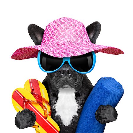 simsearch:400-07576471,k - french bulldog  on summer holidays with towel and flip flops Stockbilder - Microstock & Abonnement, Bildnummer: 400-07513698