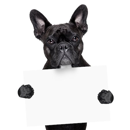 simsearch:400-08098706,k - french bulldog behind a white blank banner Stock Photo - Budget Royalty-Free & Subscription, Code: 400-07513701