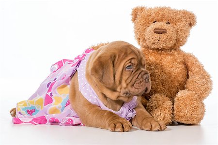 simsearch:400-06758392,k - best friends - dogue de bordeaux puppy and teddy bear Photographie de stock - Aubaine LD & Abonnement, Code: 400-07513724