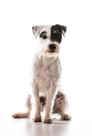 simsearch:400-06567310,k - jack russel terrier sitting Stockbilder - Microstock & Abonnement, Bildnummer: 400-07513754