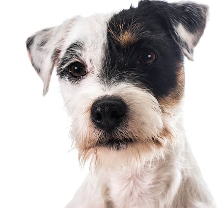 simsearch:400-06567310,k - jack russel terrier portrait Stockbilder - Microstock & Abonnement, Bildnummer: 400-07513756