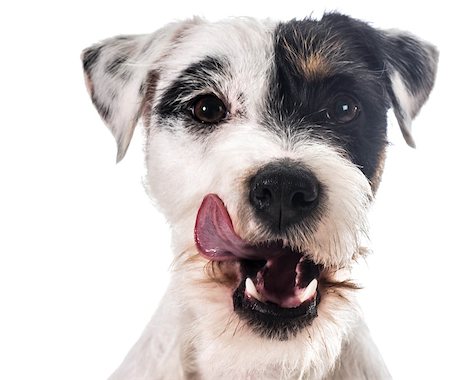 simsearch:400-06567310,k - jack russel terrier licking lips Stockbilder - Microstock & Abonnement, Bildnummer: 400-07513757