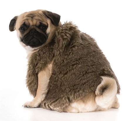 dog looking over shoulder - pug wearing fur coat looking over shoulder isolated on white background Stock Photo - Budget Royalty-Free & Subscription, Code: 400-07513750