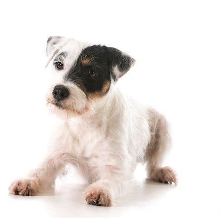 simsearch:400-06567310,k - jack russel terrier laying down Stockbilder - Microstock & Abonnement, Bildnummer: 400-07513753