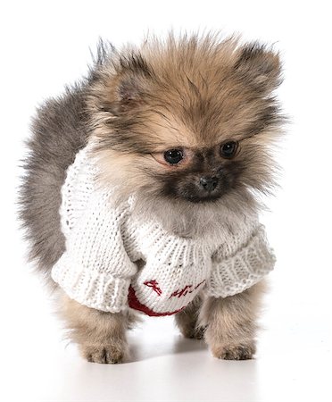 simsearch:400-07571868,k - pomeranian wearing valentines day sweater Fotografie stock - Microstock e Abbonamento, Codice: 400-07513764