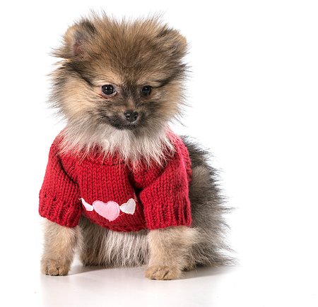 pomeranian wearing red sweater with hearts Stockbilder - Microstock & Abonnement, Bildnummer: 400-07513766