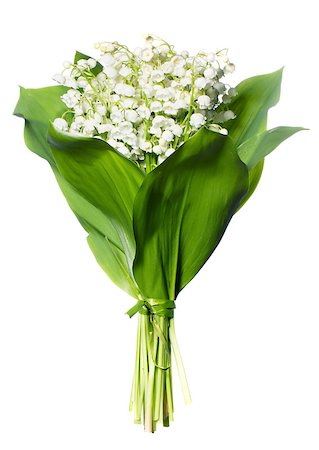 simsearch:400-07656811,k - Spring flowers: lily-of-the-valley isolated on white background Photographie de stock - Aubaine LD & Abonnement, Code: 400-07513795