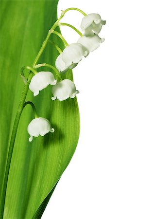 photo frame in heaven - Spring flowers: lily-of-the-valley isolated on white background Stock Photo - Budget Royalty-Free & Subscription, Code: 400-07513796