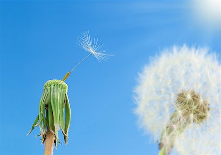 plant abstract focus - Dandelions with seeds on blue sky background Stock Photo - Budget Royalty-Free & Subscription, Code: 400-07513793