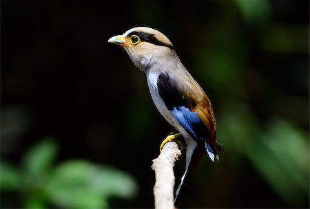 simsearch:400-06770067,k - beautiful male Silver-breasted Broadbill (Serilophus lunatus) sitting on branch at Kaeng Krachan National Park,Thailand Foto de stock - Super Valor sin royalties y Suscripción, Código: 400-07513907