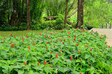 beautiful Crape Ginger flower (Costus speciosus) at Thai flower garden Stock Photo - Budget Royalty-Free & Subscription, Code: 400-07513908