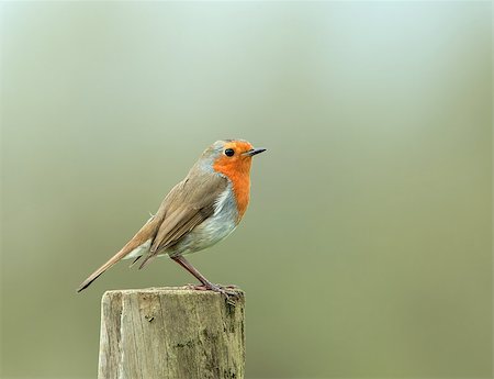 rouge-gorge - Perky adult European Robin on fence post Photographie de stock - Aubaine LD & Abonnement, Code: 400-07524397