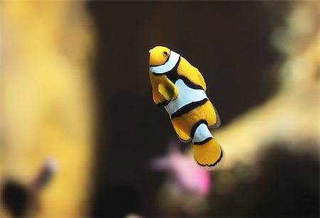 simsearch:400-07524567,k - Beautiful photo of clown fish in aquarium Stock Photo - Budget Royalty-Free & Subscription, Code: 400-07524565