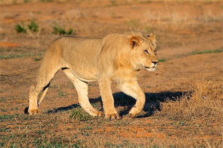 simsearch:400-04403715,k - Young male African lion (Panthera leo) stalking, South Africa Photographie de stock - Aubaine LD & Abonnement, Code: 400-07524578