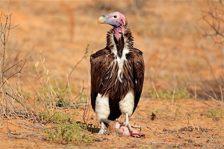 simsearch:400-08669565,k - Lappet-faced vulture (Torgos tracheliotus), South Africa Stock Photo - Budget Royalty-Free & Subscription, Code: 400-07524582