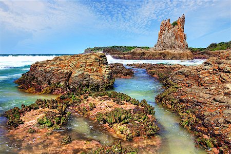 Birds roosting on Cathedral Rocks at Kiama Downs NSW Australia Stock Photo - Budget Royalty-Free & Subscription, Code: 400-07524911