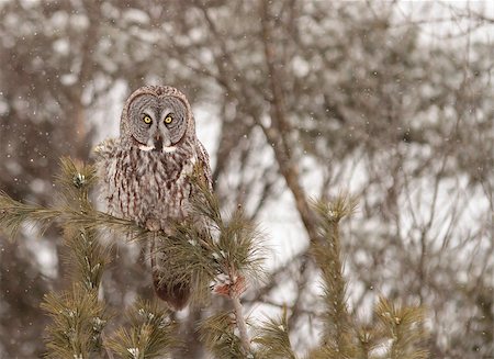 simsearch:400-07506951,k - Great Grey Owl in a tree Photographie de stock - Aubaine LD & Abonnement, Code: 400-07524924