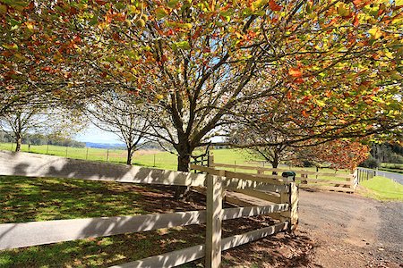 simsearch:400-07505799,k - A view of the Southern Highlands through beautiful Autumn trees.  Australia Stock Photo - Budget Royalty-Free & Subscription, Code: 400-07524920