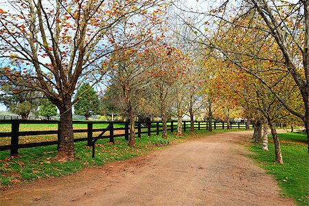 simsearch:400-07505799,k - An avenue of deciduous trees along a dirt road in Autumn Stock Photo - Budget Royalty-Free & Subscription, Code: 400-07524921