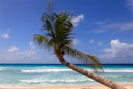 simsearch:400-05892265,k - Untouched tropical beach with a palm tree in Barbados Stock Photo - Budget Royalty-Free & Subscription, Code: 400-07524950