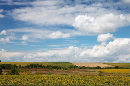 simsearch:400-07524978,k - Sunflower field with sunny summer sky Photographie de stock - Aubaine LD & Abonnement, Code: 400-07524977