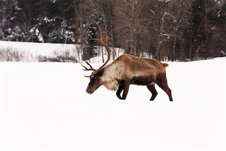 elk on snow - Elk in a winter scene Stock Photo - Budget Royalty-Free & Subscription, Code: 400-07524990