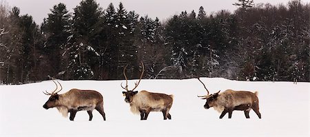 elk on snow - Elk in a winter scene Stock Photo - Budget Royalty-Free & Subscription, Code: 400-07524991