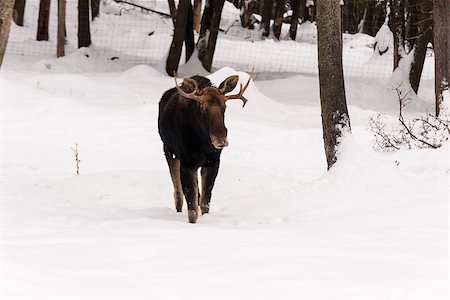 Moose in a winter scene Foto de stock - Royalty-Free Super Valor e Assinatura, Número: 400-07524992