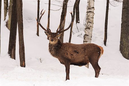 elk on snow - Elk in a winter scene Stock Photo - Budget Royalty-Free & Subscription, Code: 400-07524993