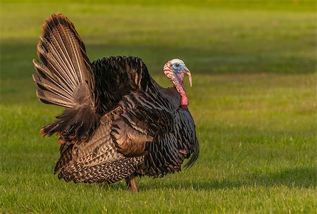 Wild turkey strutting for a mate in the spring mating season. Stock Photo - Budget Royalty-Free & Subscription, Code: 400-07525194