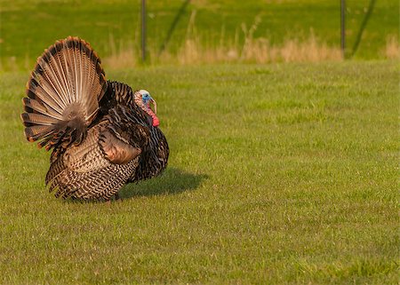 Wild turkey strutting for a mate in the spring mating season. Stock Photo - Budget Royalty-Free & Subscription, Code: 400-07525195