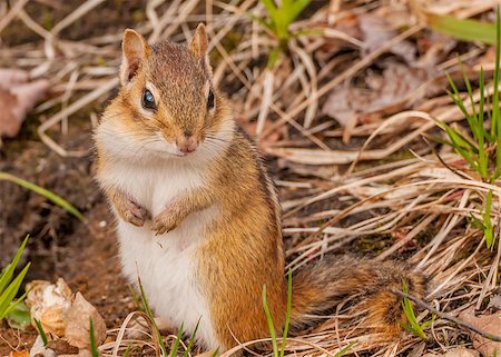 A Chipmunk perched in the grass looking at the camera. Photographie de stock - Aubaine LD & Abonnement, Code: 400-07525196