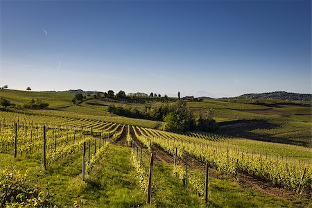 Vineyards on the Hills of Italy in the spring Stock Photo - Budget Royalty-Free & Subscription, Code: 400-07525218