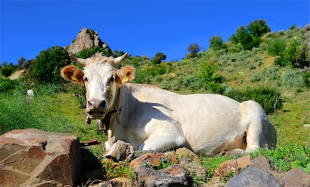 simsearch:400-04400961,k - Photo of white cow on meadow Stockbilder - Microstock & Abonnement, Bildnummer: 400-07525210