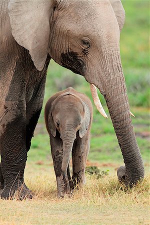 simsearch:400-07216532,k - African elephant (Loxodonta africana) cow with young calf, Amboseli National Park, Kenya Foto de stock - Super Valor sin royalties y Suscripción, Código: 400-07525264