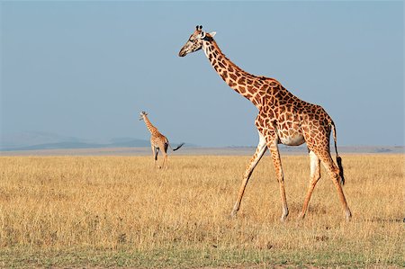 simsearch:879-09021076,k - Masai giraffes (Giraffa camelopardalis tippelskirchi), Masai Mara National Reserve, Kenya Foto de stock - Royalty-Free Super Valor e Assinatura, Número: 400-07525269