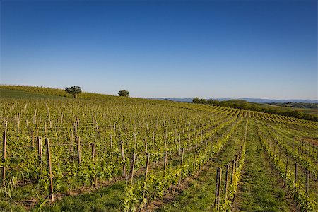 Vineyards on the Hills of Italy under the blue sky Stock Photo - Budget Royalty-Free & Subscription, Code: 400-07525288