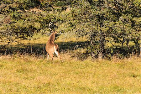 simsearch:400-08430645,k - Male buck with Antlers feeding Stock Photo - Budget Royalty-Free & Subscription, Code: 400-07525344