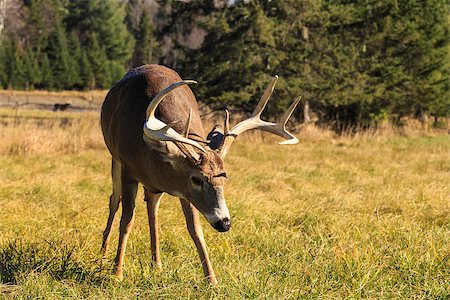 Male buck with Antlers Foto de stock - Royalty-Free Super Valor e Assinatura, Número: 400-07525345