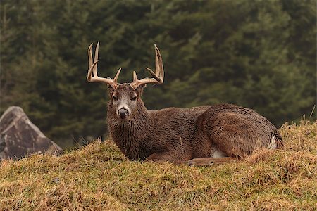 simsearch:400-08430645,k - Male buck with antlers Stock Photo - Budget Royalty-Free & Subscription, Code: 400-07525347