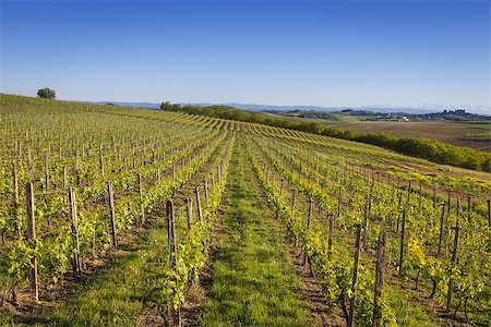 Vineyards on the Hills of Italy under the blue sky Stock Photo - Budget Royalty-Free & Subscription, Code: 400-07525443