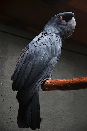 simsearch:400-03936936,k - Photography of black macaw standing on the branch. Photographie de stock - Aubaine LD & Abonnement, Code: 400-07525543