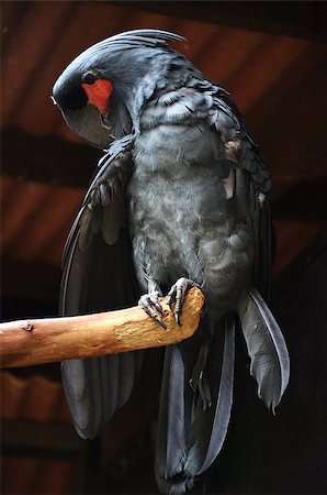 simsearch:400-03936936,k - Photography of black macaw standing on the branch. Fotografie stock - Microstock e Abbonamento, Codice: 400-07525550