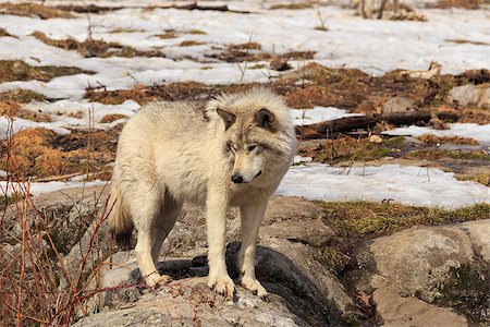 Arctic wolf in winter Stock Photo - Budget Royalty-Free & Subscription, Code: 400-07528967