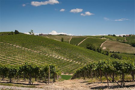 Vineyards on the Hills of Italy under the blue sky Stock Photo - Budget Royalty-Free & Subscription, Code: 400-07528975