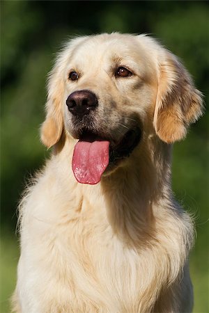 Golden retriever dog portrait in summer day Stock Photo - Budget Royalty-Free & Subscription, Code: 400-07544184