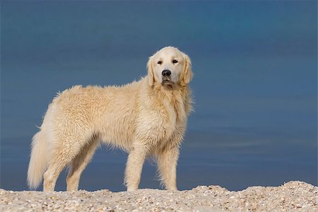 Golden retriever dog standing in sea shore Stock Photo - Budget Royalty-Free & Subscription, Code: 400-07544185