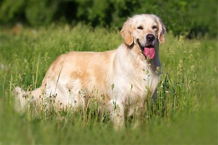 Golden retriever dog standing in the park Stock Photo - Budget Royalty-Free & Subscription, Code: 400-07544183